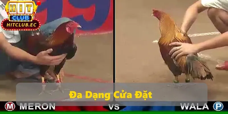 đá gà hitclub cá cược