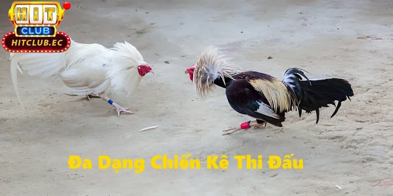 đá gà hitclub đa dạng giống gà