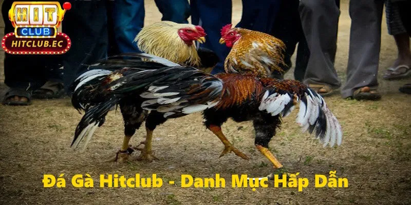 đá gà hitclub giới thiệu