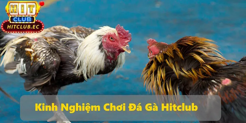 đá gà hitclub kinh nghiệm