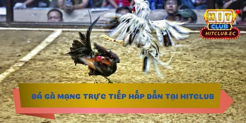 đá gà mạng trực tiếp