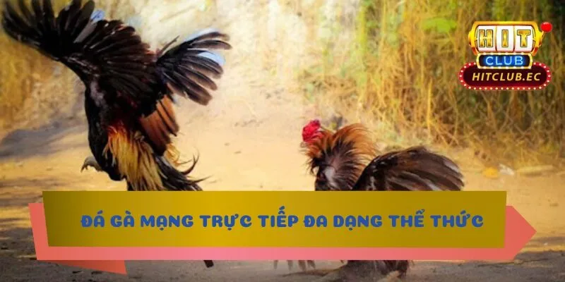 đá gà mạng trực tiếp đa dạng thể thức