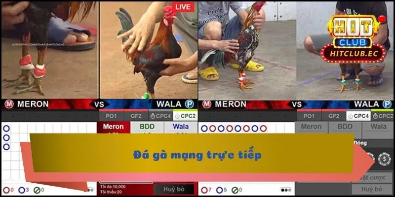 đá gà mạng trực tiếp là gì