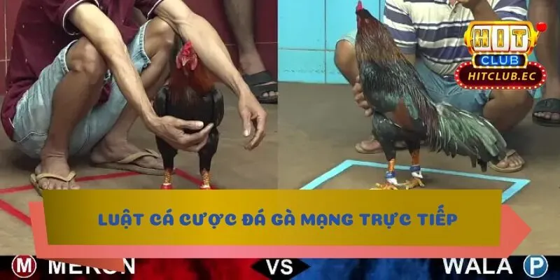 đá gà mạng trực tiếp cá cược