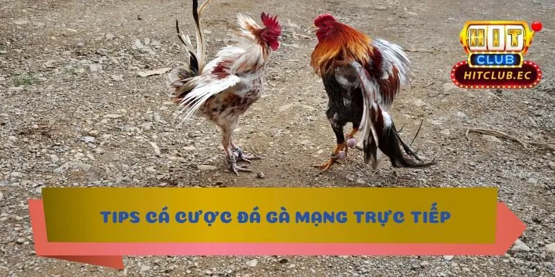 đá gà mạng trực tiếp dự đoán