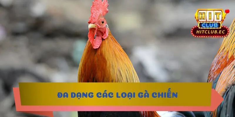trực tiếp đa gà hôm nay đa dạng gà