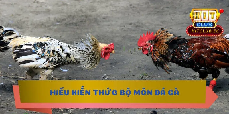 trực tiếp đá gà hôm nay hiểu kiến thức