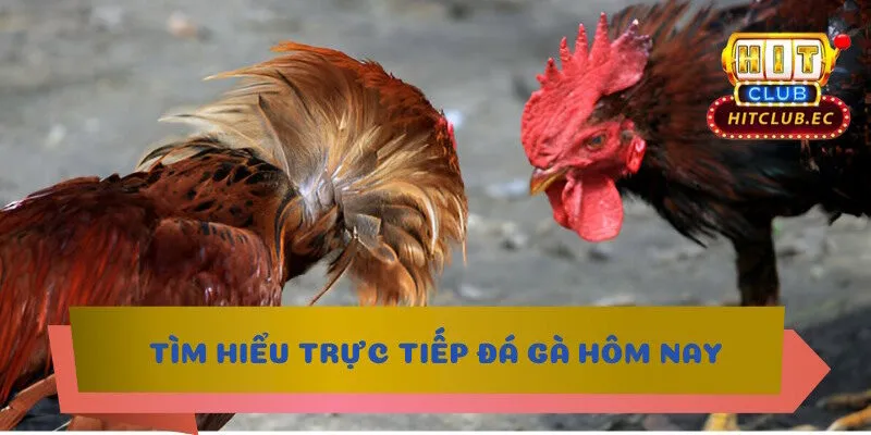 trực tiếp đá gà hôm nay là gì