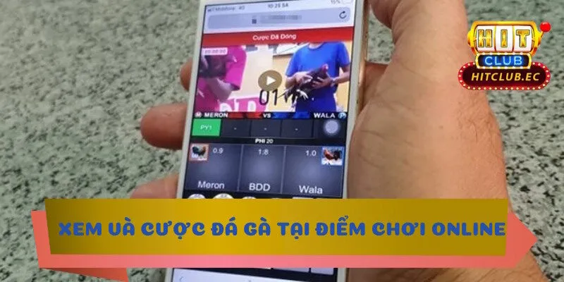 trực tiếp đá gà hôm nay tại điểm cược online